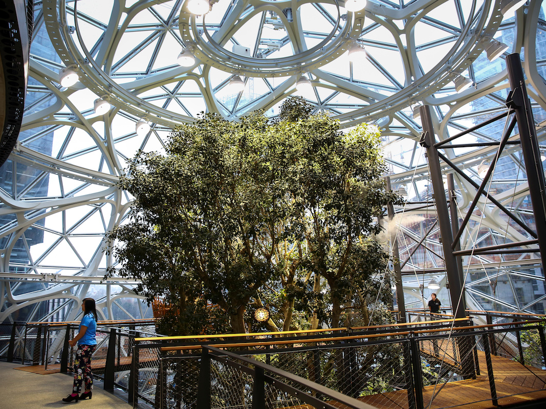 Cây lớn nhất là Ficus rubiginosa cao 55 foot được gọi là