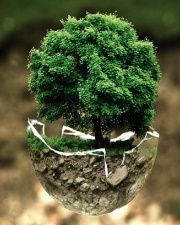 شجرة الأرض