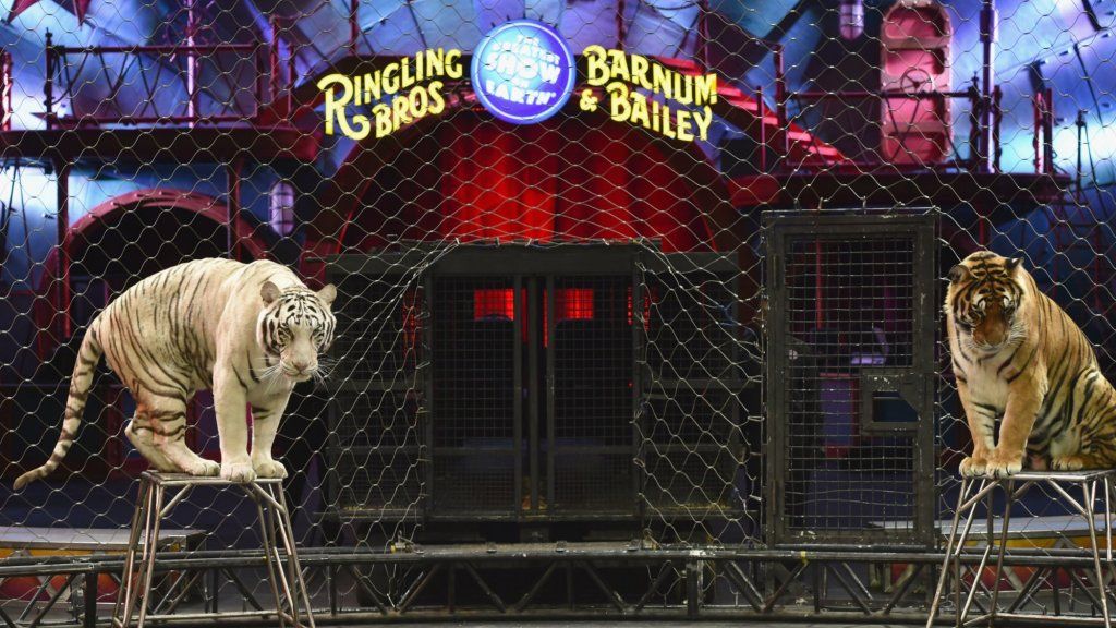 Come i fratelli Ringling hanno ucciso il circo con la tecnologia