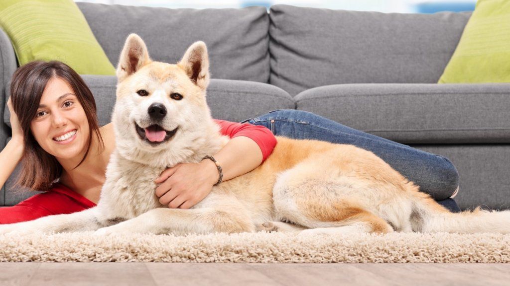 Tolong Layan Anjing Anda Seperti Anjing